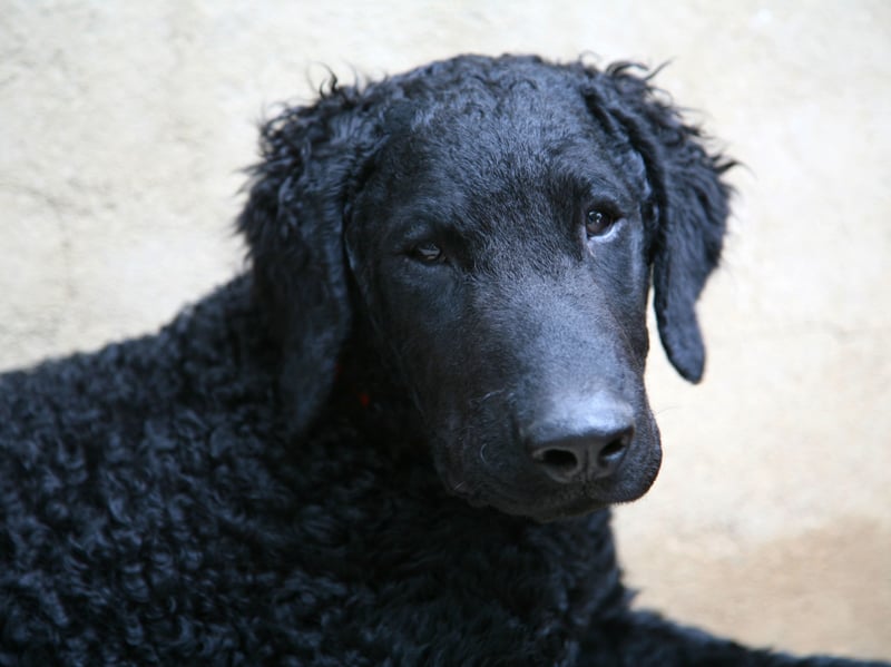 It may be closely-related to the Labrador and Golden Retrievers, but the Curly-Coated Retriever can't complete with those breeds when it comes to popularity - with just 25 Kennel Club registrations last year. That's a huge drop of 69.9 per cent over the last decade.