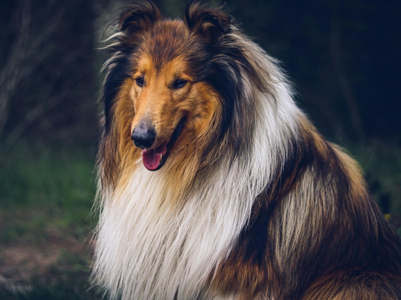 First bred in Scotland, the Rough Collie is famous for being the breed of one of the biggest canine stars of the small screen - Lassie. It's surprising then that this herding breed sits on the 'At Watch' list after registrations halved to 345.