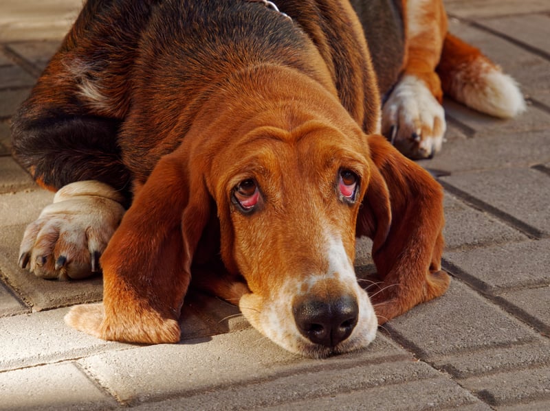 The droopy bloodhound was originally bred to hunt game with their powerful sense of smell. More recently police forces have used them to find missing people by following their scent - often over miles. There were just five Kennel Club registrations in 2025, down 90.6 per cent over the decade.