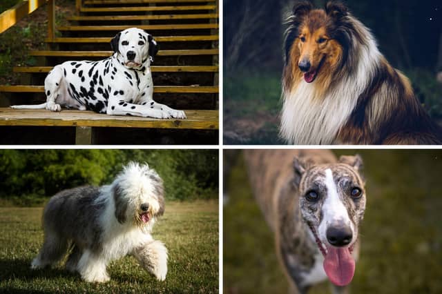 Four iconic British dog breeds at risk of extinction.