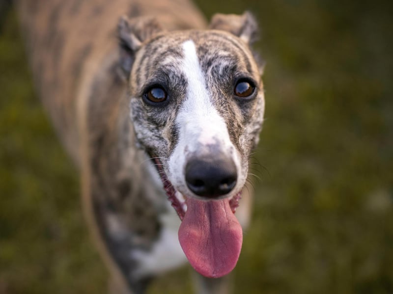 Greyhounds may be a fairly common sight in parks around the UK, but many are racing dogs that have been rescued rather than pedigree pooches. Long an 'at risk' breed, they have seen a 75.6 per cent decline over the 10-year period, down from 41 registrations in 2016 to 10 registrations in 2025.