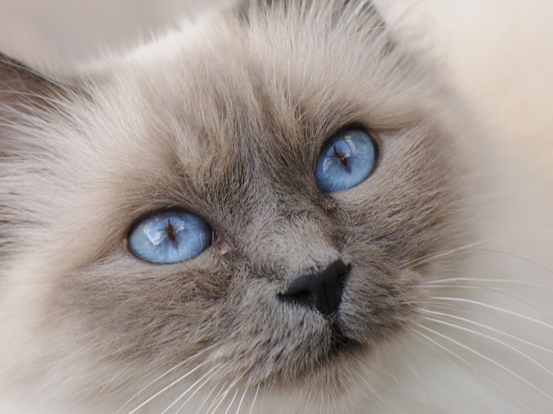 Birmans are adorable little worriers. They enjoy companionship but dislike commotion so aren't the best choice for families with noise young children.