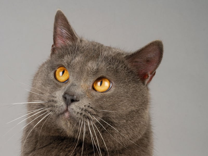 A quiet and observant breed, Chartreux cats prefer watching social situations cautiously from elevated shelves like furry detectives - investigating whether visitors can truly be trusted (they probably can't).