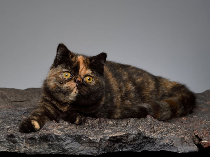 Essentially a Persian wearing summer clothing, the Exotic Shorthairs are equally sweet, shy, and prone to treating loud households like active war zones. If you're wondering where the cat is, it's probably hiding under a piece of furniture.