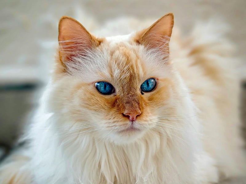Ragdolls are affectionate but often timid around rowdy households, preferring peaceful laps and calm voices. This is a dramatic breed that collapses whenever picked up unexpectedly.