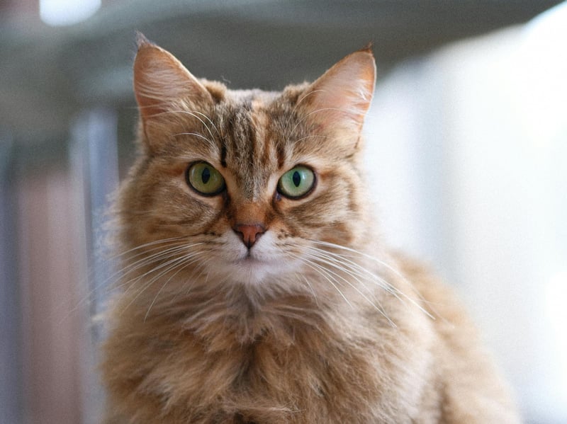 Siberians often assess newcomers carefully first, like tiny furry diplomats determining whether guests deserve friendship, trust, or immediate suspicious staring from staircases. If the guest makes a loud noise or sudden movement it will NOT be forgotten.