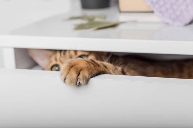 Some breeds of cat are more naturally timid and reserved than others.