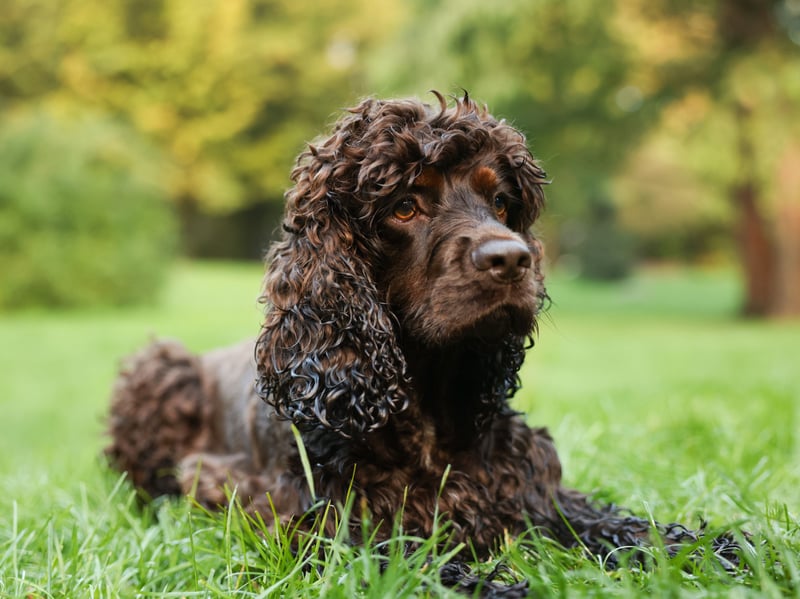 The Irish Water Spaniel is one of nine breeds of dog native to Ireland and is also known as a 'Bog Dog'. It has suffered 42 per cent decline over the last 10 years, falling from 69 registrations in 2016 down to 40 in 2025.