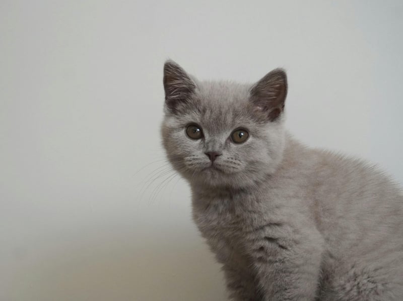 British Shorthairs dislike excessive fuss, loud strangers, and anything that could be described as unpredictable. These are animals that appreciate schedules and affection.