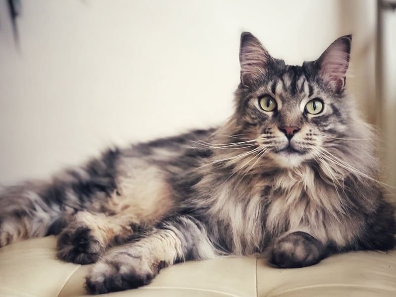 Maine Coons are huge cats with surprisingly delicate feelings. They need to be introduced to strangers in a gradual fashion to avoid them feeling social anxiety.