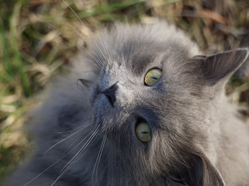 A very rare breed of timid cat, the Nebelung likes its creature comforts and nap-heavy schedule. Anything that get in the way of this will be treated as a major problem.