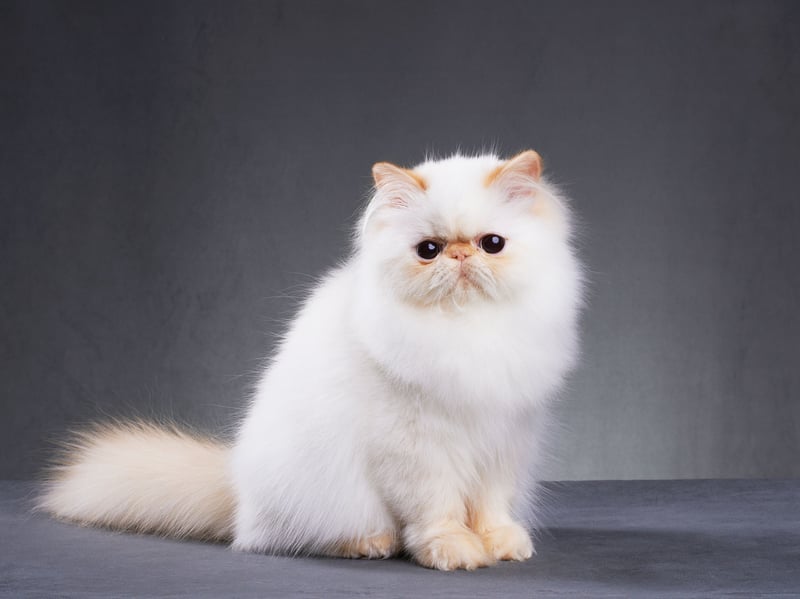 Don't be surprised if your Persians treats a sudden noise like a personal betrayal it will never recover from. They prefer silent rooms, luxurious cushions, and humans who understand the importance of approaching respectfully - that means no sudden hoovering in their near viscinity.