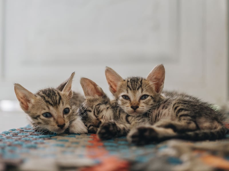 Originating in Kenya, the Sokoke is a rare, distinctively patterned cat that was developed from feral Khadzonzo cats in the 1970s. It is athletic, intelligent, active, and forms very strong bonds with its humans.