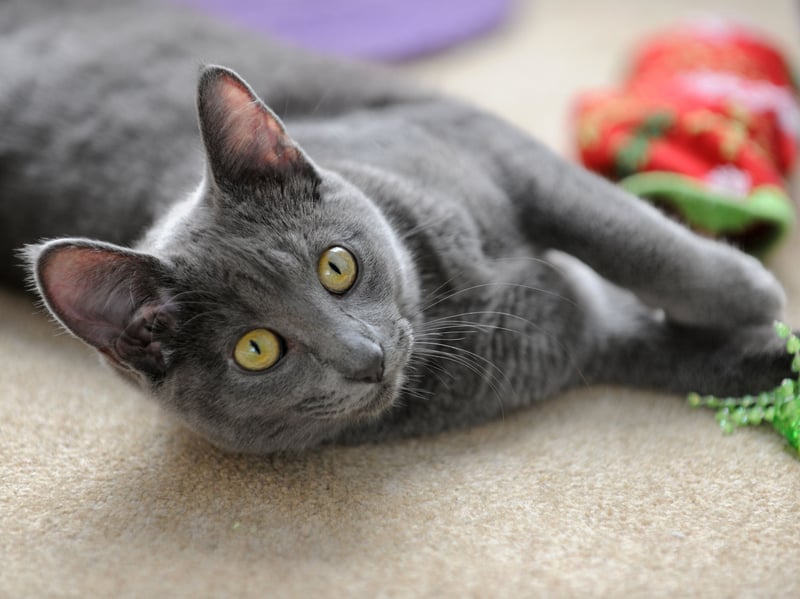 A naturally occurring Thai breed recognized for its silver-blue coat and striking green eyes. Korats are affectionate, intelligent, playful, and relatively rare outside their native Thailand, where they are traditionally given as wedding gifts. In fact, until recently Korats were never sold, but rather gifted.