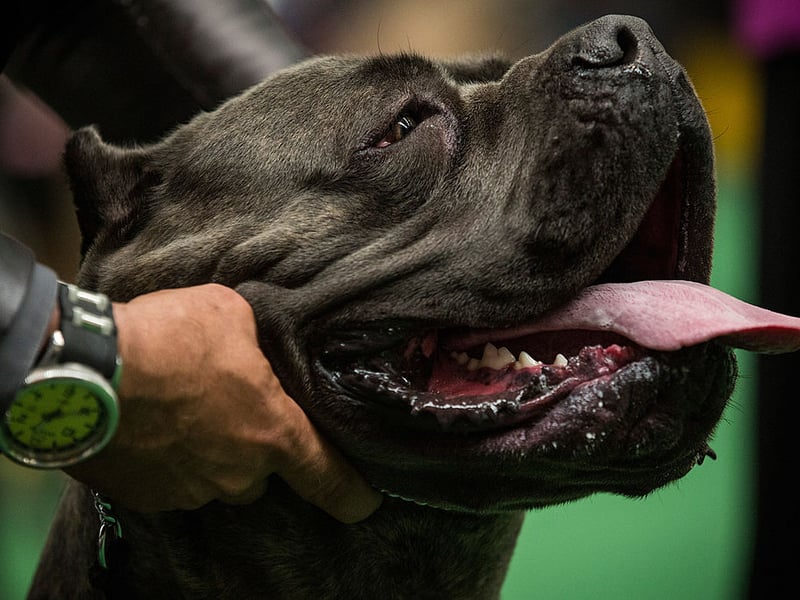 In second place, with a bite force of 700 psi is the Cane Corso - an Italian breed of mastiff that was traditionally used for hunting large game and herding cattle. It's not a breed that is recognised by the UK Kennel Club but it is legal to own and breed them in Britain.