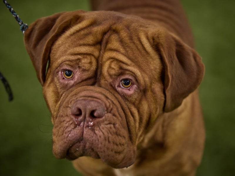 The Dogue de Bordeaux has a fearsome bite strength of 560 psi - although this breed is notoriously so lazy they are unlikely to often use it.