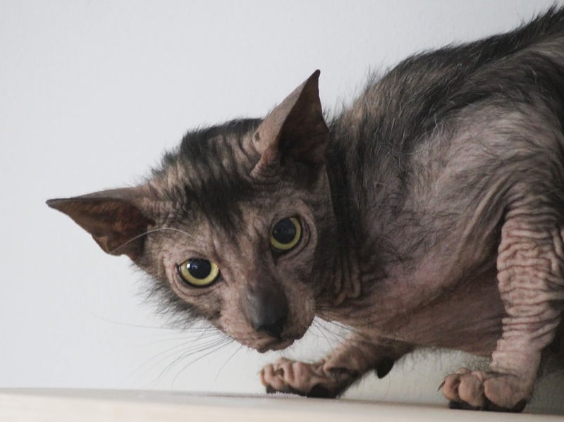 It may bear more than a passing resemblance to a monster from a horror film, but the Lykoi is a playful and curious breed of pet cat. Also known as the 'werewolf cat', for obvious reasons, the breed arose from a naturally occurring genetic mutation producing its sparse coat and bat-like ears.