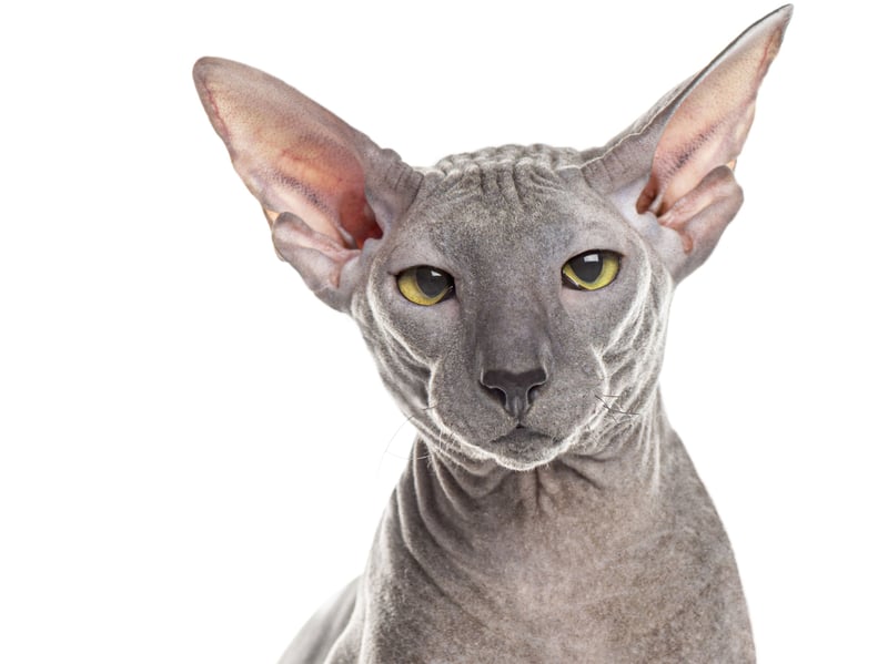 Developed in Russia, the Peterbald can have either a near-hairless or extremely fine coat. These elegant and affectionate cat were first created in St. Petersburg in 1994 from an experimental cross of a Don Sphynx and an Oriental Shorthair. They remain rare, particularly in the UK, and are banned in the Netherlands due to health issues related to their lack of protective hair.