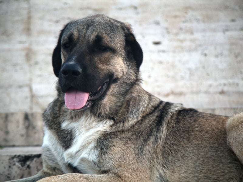 The Kangal has the strongest bite of any breed of dog - a hefty 734 psi. This makes them particularly good at guarding livestock from predators in their native Turkey, but the breed is also known to be a great family dog if properly trained, getting on particularly well with children.