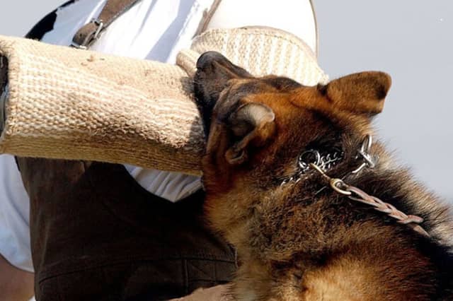 The German Shepherd is one of the dogs with the most powerful bite.