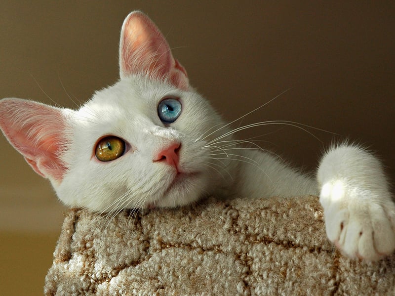 An ancient Turkish breed famous for its distinctive colour pattern and unusual enthusiasm for water, the Turkish Van was actually first bred and standardised in the UK in the 1950s. Turkish Vans are energetic, intelligent, athletic cats that enjoy climbing, exploring, and interacting. Vans can have blue eyes, orange eyes, or most strikingly one of each colour, making them the David Bowie of the cat world.