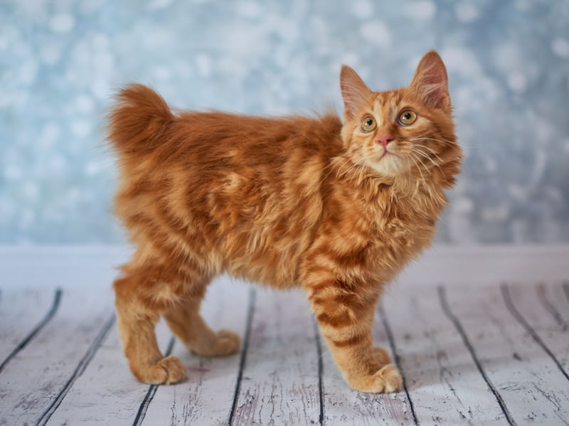 No prizes for guessing how the American Bobtail got its name - with this feline instantly recognisable by its naturally short tail. It's a massively intelligent breed with a naturally friendly personality. There are very few breeders worldwide, meaning it's a tricky cat to find.