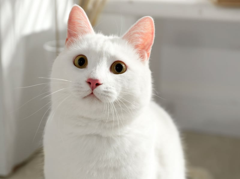 The Khao Manee is rare Thai cat breed traditionally associated with royalty in its native land and known for its immaculate pure white coat and striking eyes, which can be mismatched. They are beloved by cat fans for their sociable and affectionate nature.