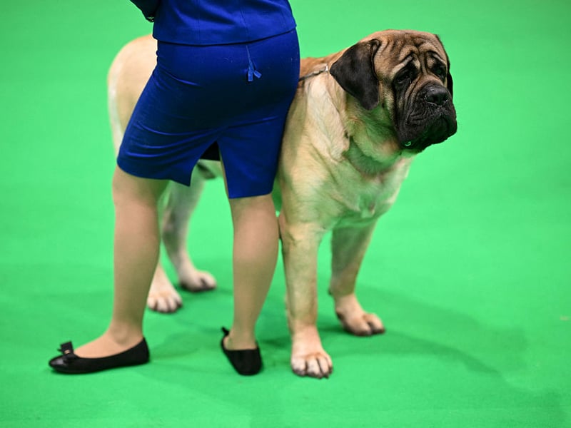 The Mastiff's (also known as the English Mastiff) impressive 552 psi bite has been used to great effect over the years in everything from guarding villages to hunting wolves. Now they are more often gentle giants used as family dogs.