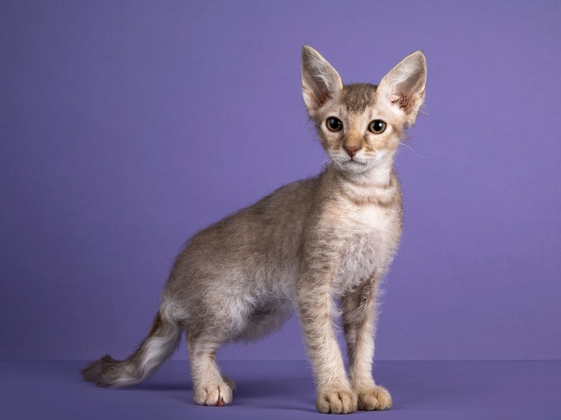 The splendidly-named LaPerm cat is known for - and named after - its distinctive and adorable curly coat. These curious cats originated in the United States in the 1980s but have since spread around the world, although in relatively small numbers compared to the more popular breeds. In the UK you can expect to pay around £1,000 for a LaPerm kitten.