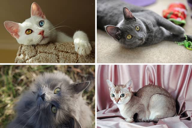 Four of the rarest breeds of pet cat.
