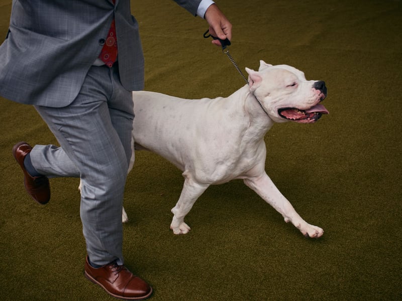 Bred to hunt big game in their native Argentina, the Dogo Argentino's 500 psi bite was used to bring down everything from wild boar to pumas. The are illegal to own in the UK under the Dangerous Dogs Act and are not recognised as a breed by the UK Kennel Club.