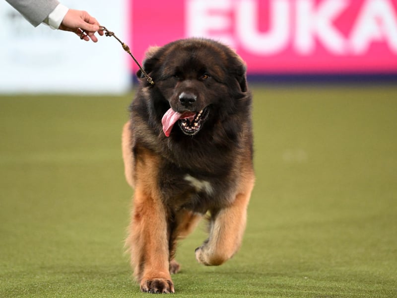 Another gentle giant, the Leonberger is most likely to use its 399 psi bite to chew sticks, toys - and maybe its owner's shoes. 