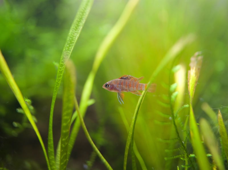 Another tiny nano fish, female Scarlet Badis barely reaches a single centimetre in length, with males only a little bigger, meaning a smaller tank will not be a problem. They can be fairly sensitive to changes in acidity, so regular ph tests are a must.