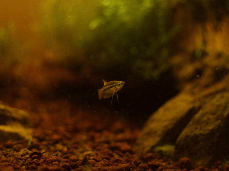 More than living up to its name is the half inch-long Sparkling Gourami, with a rainbow of colours glinting from its glitterball body. They are fine in a modestly-sized tank, although make sure you have some live vegetation for them to enjoy zipping between.