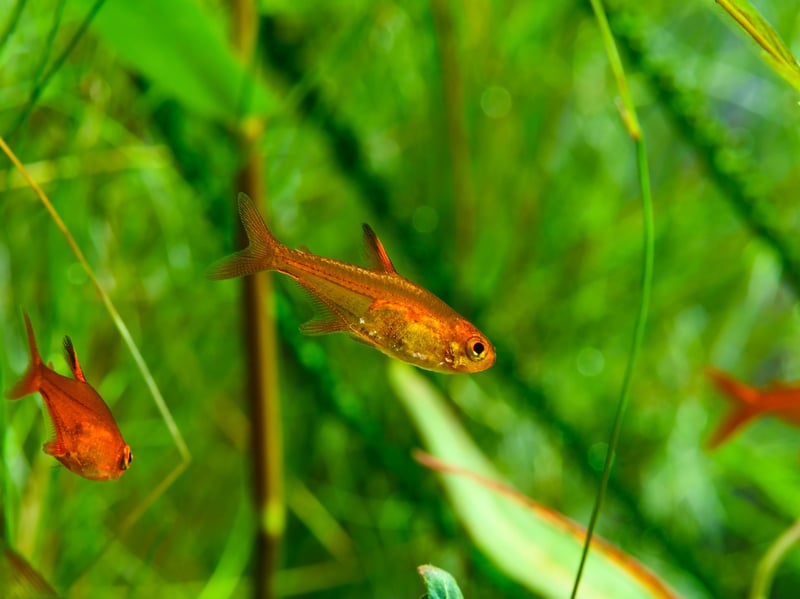 If you are looking for a decent-sized school of fish to dart around your small tank then the tiny Ember Tetra is worth consideration. Smaller than other tretras they are easy to look after and provide great colour for your aquarium.