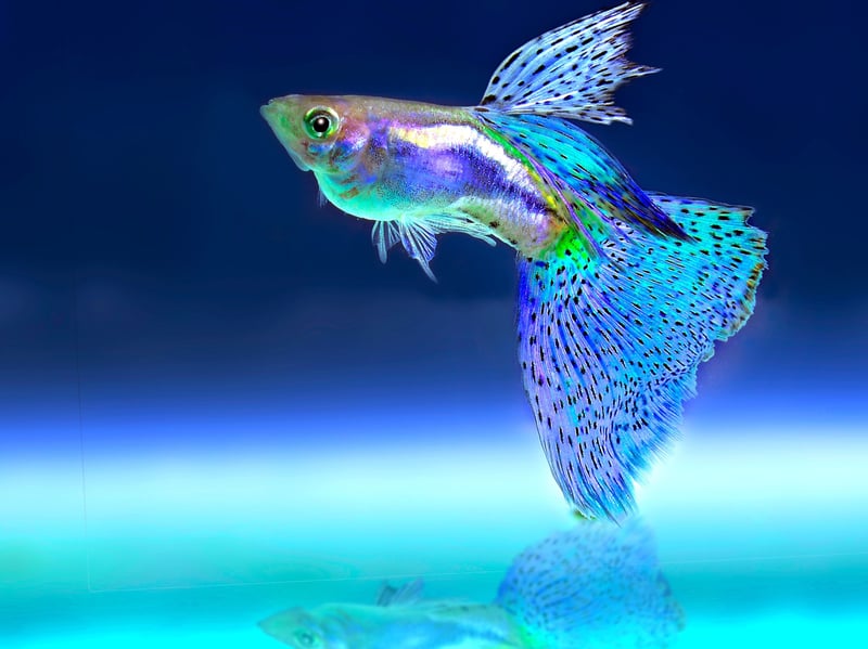 The beautiful Guppy is one of the most low maintenance tropical fish out there - and will happily live in a small aquarium amidst other species. Also known as the Millionfish or Rainbow fish - which have large multi-coloured tails and originally come from northeast South America. In common with some other common aquarium fish, they live-birth their young, rather than laying eggs. Many first time fish owners have been delighted to wake up one morning to find tiny Guppy babies have arrived overnight.