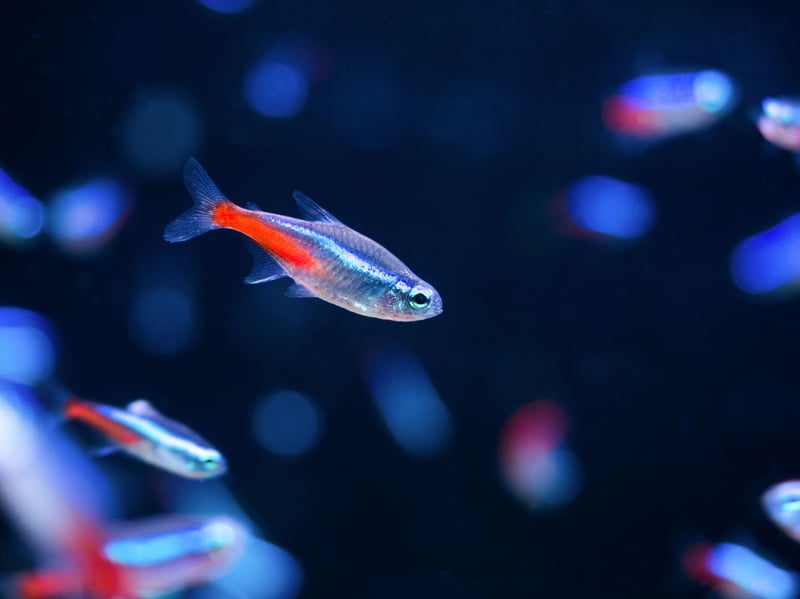 The Neon Tetra is the UK's (and probably the world's) most popular tropical fish and a great choice for a small tank. The tiny fish's bright red and blue colouring and ease of care are a winning combination for beginners. They originally come from backwater streams in the Amazon basin in South America. They are schooling fish so there should be a minimum of six in a tank - although with a small aquarium you'll not be wanting that many more.