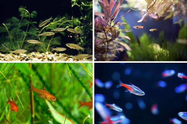 Four of the best breeds of tropical fish for small tanks.