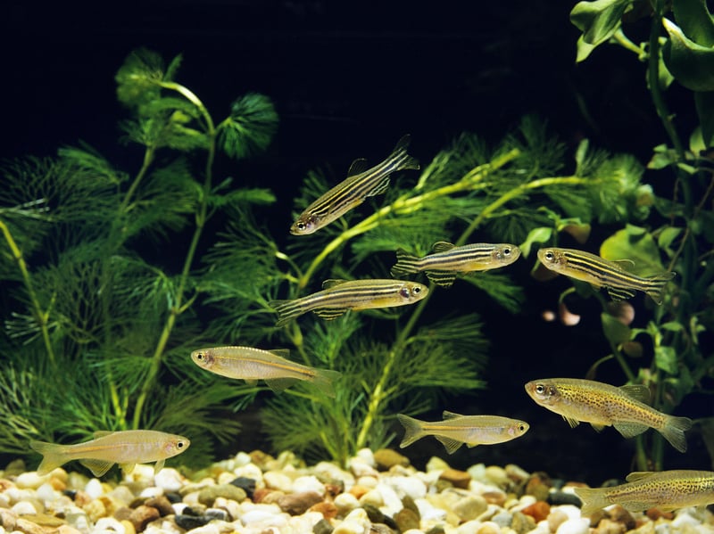 Also known as the Zebra Fish. the Zebra Danio is another schooling fish that doesn't need an enormous tank. Around six will happily live in smaller aquarium. These little fish from South Asia will eat pretty much anything so that's one less thing to worry about.