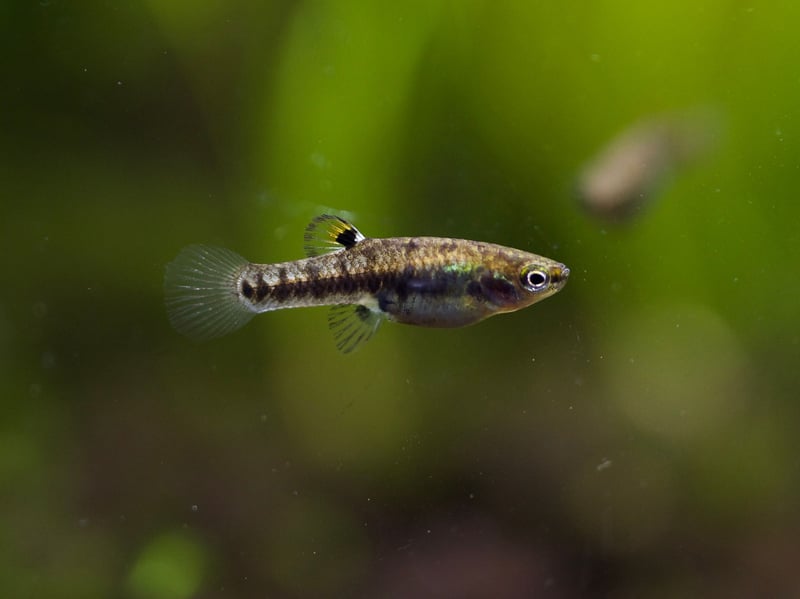 Used to living in stagnent, muddy water in their native North America, a clean five litre tank is positively luxurious for the Least Killifish. There's no problem with space either - they are the seventh smallest breed of fish in the world.