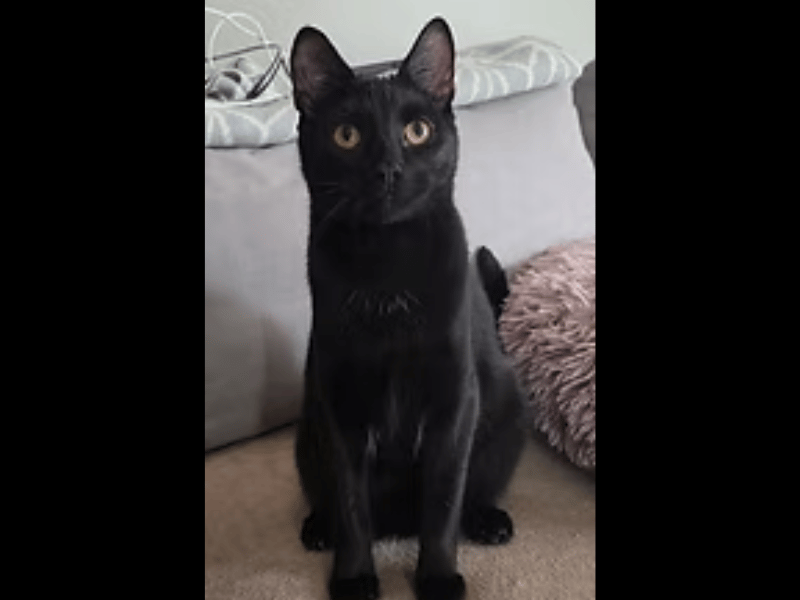 Independent and full of playful curiosity, nine-month-old Alan is looking for a special home where he can grow in confidence at his own pace. While he isn't a traditional lap cat just yet, he loves interactive play and will happily take treats directly from your hand as he gets to know you.