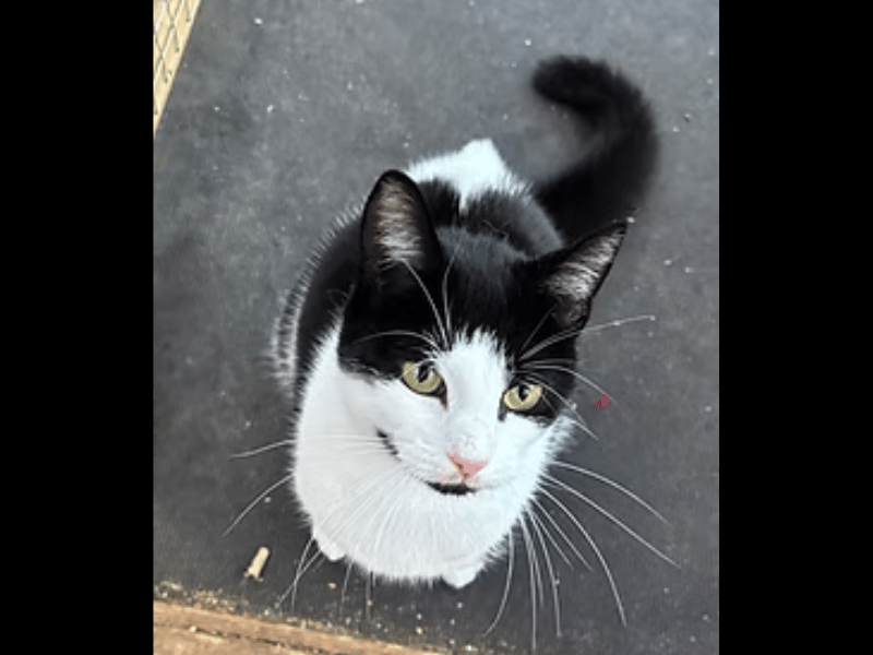 Friendly, chatty, and agile, resilient Jessie has overcome a tough start with a smile like the Joker and the grace of a ballerina. She loves good food, gets along well with other cats and older children, and is looking for a garden to explore away from busy roads.