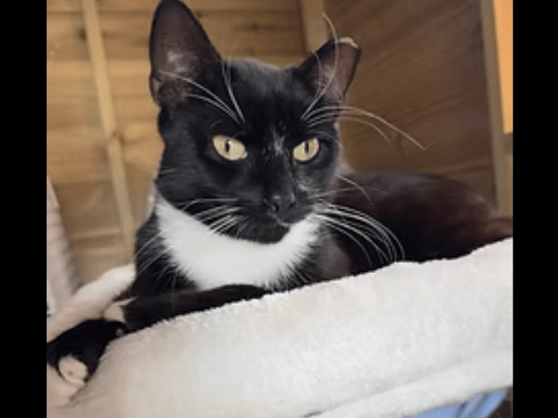 Affectionate, playful, and very food-motivated, Nelson is a lovely young boy who enjoys chasing feather sticks and being picked up once settled. He thrives in the company of other cats and would love a home where he can share his energy with a resident feline bestie.
