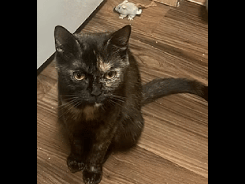 A sweet tortie and former street cat who has taken motherhood in her stride, Maisie has settled beautifully into home life without any urge to dash outside. She is wonderfully trusting, gets on great with other cats, and loves chasing tape measures and dangly toys.
