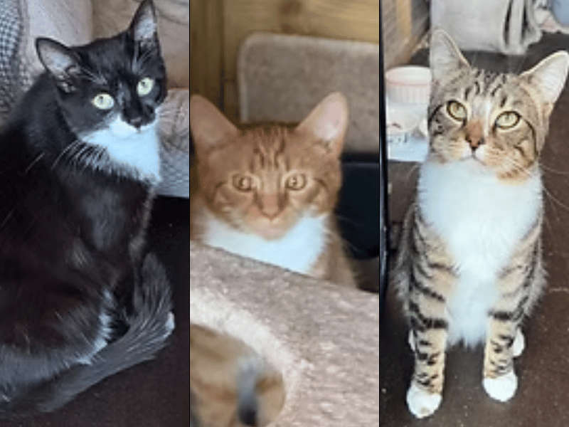 This sweet trio of siblings is looking for a peaceful rural or semi-rural home together to continue growing in confidence. Brave tuxedo girl Kuro loves chasing dandelion fluff, handsome tabby Clementine is curious once settled, and gentle ginger boy Tora continues to blossom with patience.