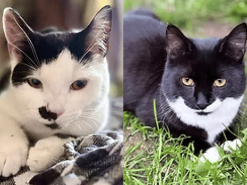 This sweet duo are looking for a home together. Mimi is the ultimate lap cat who loves snuggling on your legs, while dapper tuxedo boy George loves chasing feather wands, watching birds out the window, and enjoying treats. Together, they make a wonderfully balanced pair.