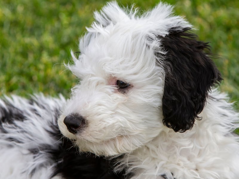 If you've ever fancied welcoming a cuddly canine-panda into your home then the Sheepadoodle is the dog for you. A cross between a Poodle and an Old English Sheepdog, these pups often grow quite large and make for intelligent and playful pets.