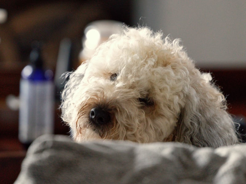 Created by crossing a Soft Coated Wheaten Terrier with a Poodle, Whoodles are cheerful, intelligent energetic, and affectionate. Those coats can be a bit of a handful though - best get the groomer on speed dial.
