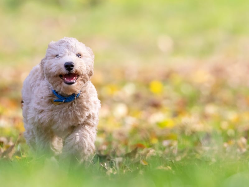The Poochon, a mixture of a Poodle and a Bichon Frise, makes a great family pet. The small crossbreed are known to be happy and intelligent animals which shed very little hair.