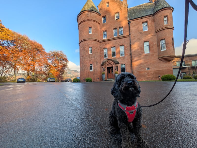 One of the first 'designer dogs' to become popular in the 1990s, the Cockapoo is a mix of Poodle and Cocker Spaniel. The crossbreed is a great family pet, and are very playful.